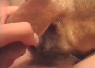 Depraved assfucking zoophilia on web cam