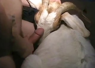Goat