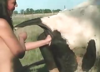 Cow
